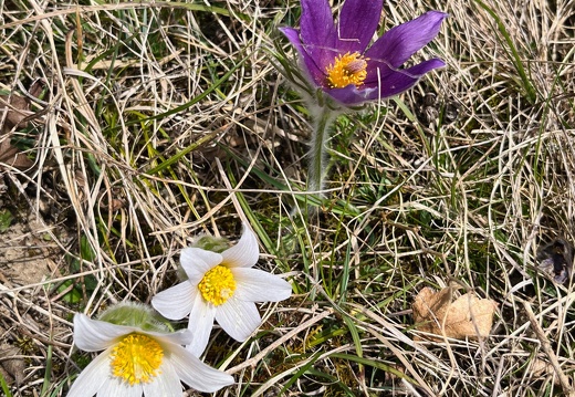 25-03-21 12-24-07 2487